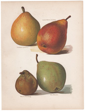 pears